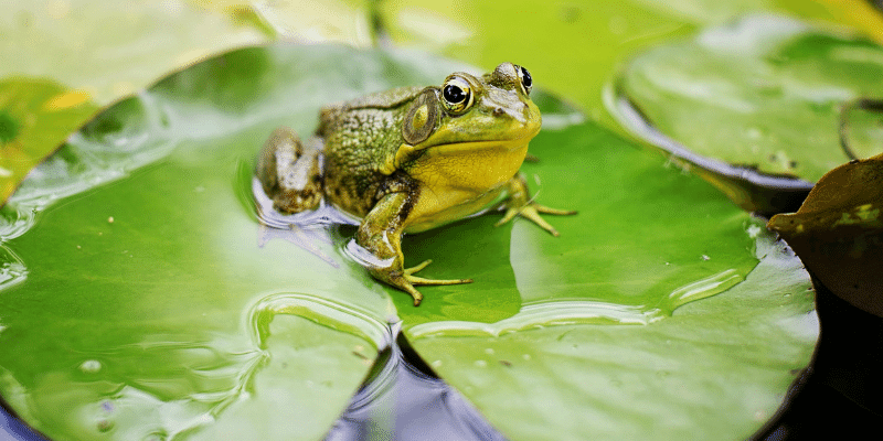 career-self-care-eat-the-frog
